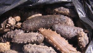 pepino de mar - pepino de mar características
