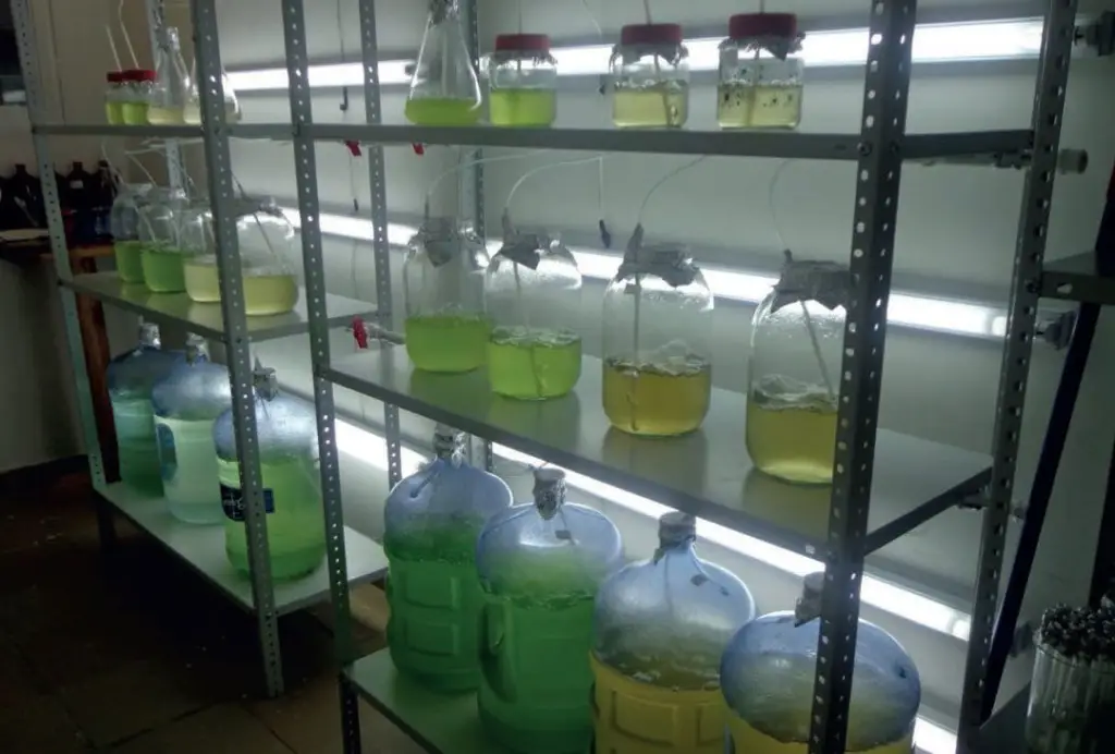 cultivo de microalgas