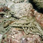 pepino de mar - habitat del pepino de mar