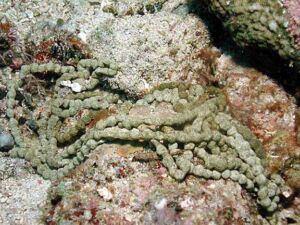 pepino de mar - habitat del pepino de mar