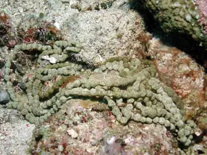 pepino de mar - habitat del pepino de mar