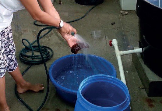 lavado de pepino de mar