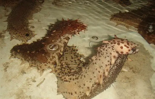 pepinos de mar apareandose