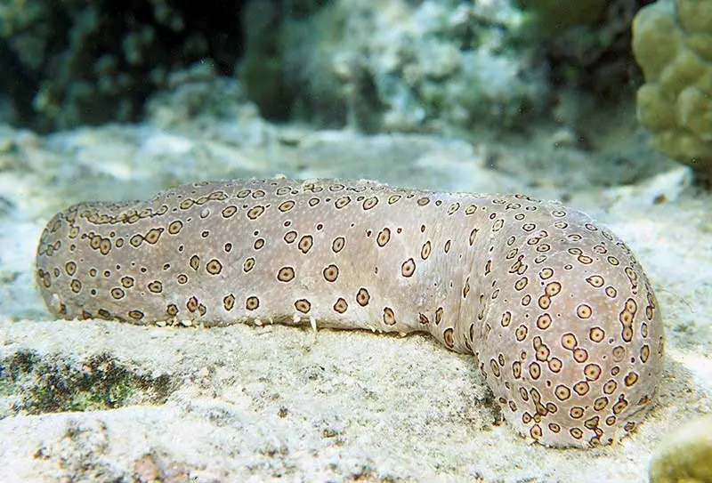 pepino de mar