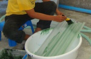 pepino de mar - acuicultura