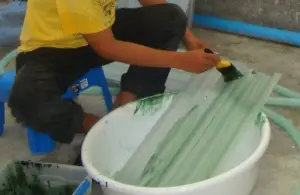 pepino de mar - acuicultura