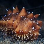 pepino de mar - tipos de pepino de mar