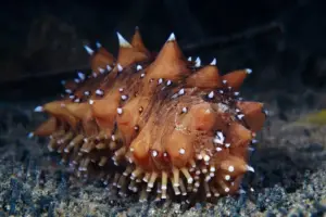 pepino de mar
