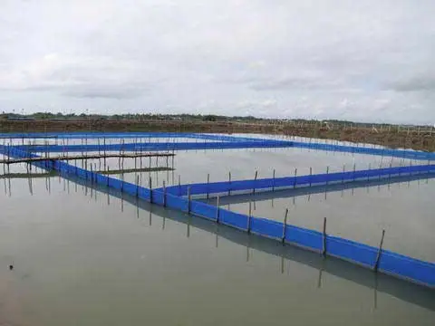 estanque de pepinos de mar