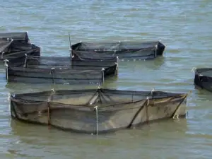 pepino de mar - acuicultura