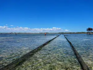 pepino de mar - acuicultura