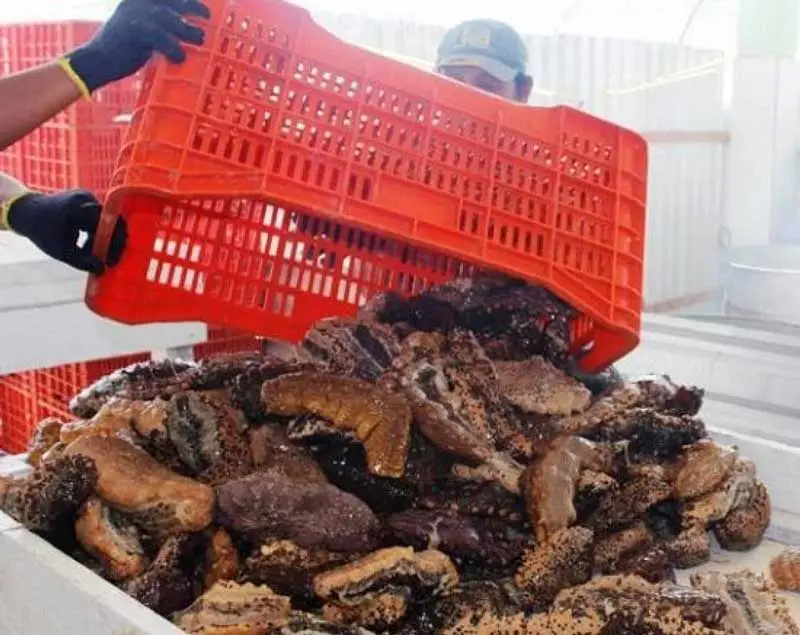 cosecha de pepinos de mar