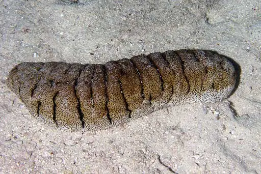 Holothuria scabra