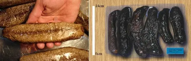 pepinos de mar congelados