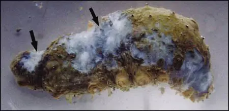 enfermedad de pepino de mar