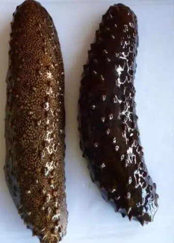pepino de mar