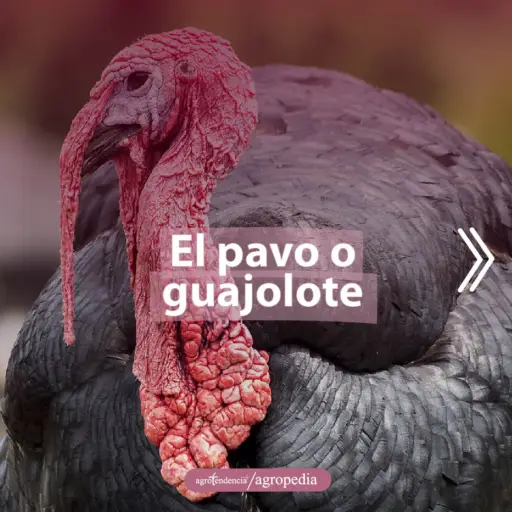 un pavo