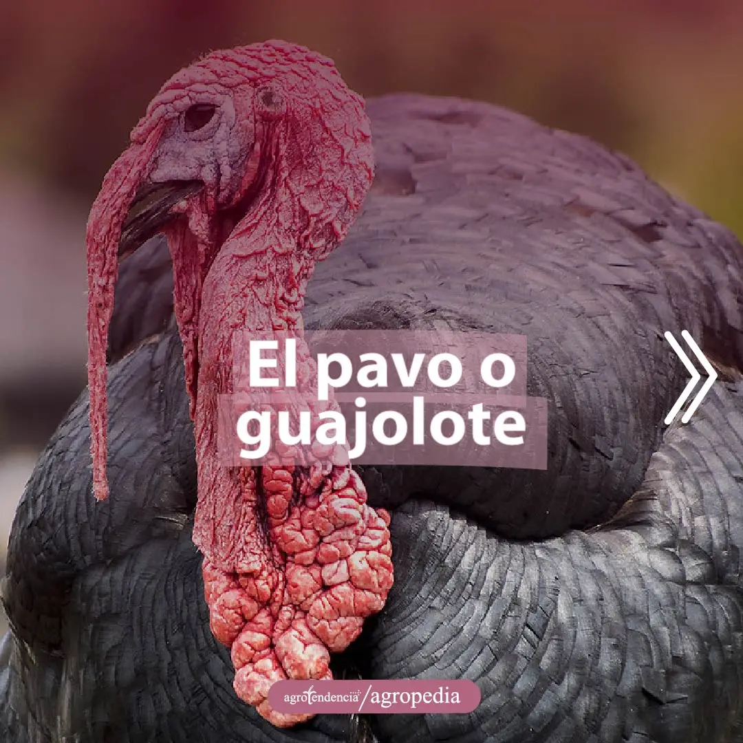 un pavo