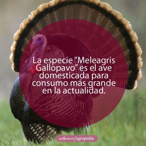 un pavo macho con su cola abierta