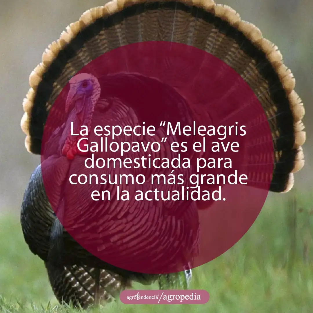 un pavo macho con su cola abierta