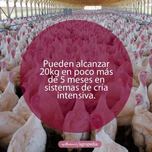 galpón con pavos blancos