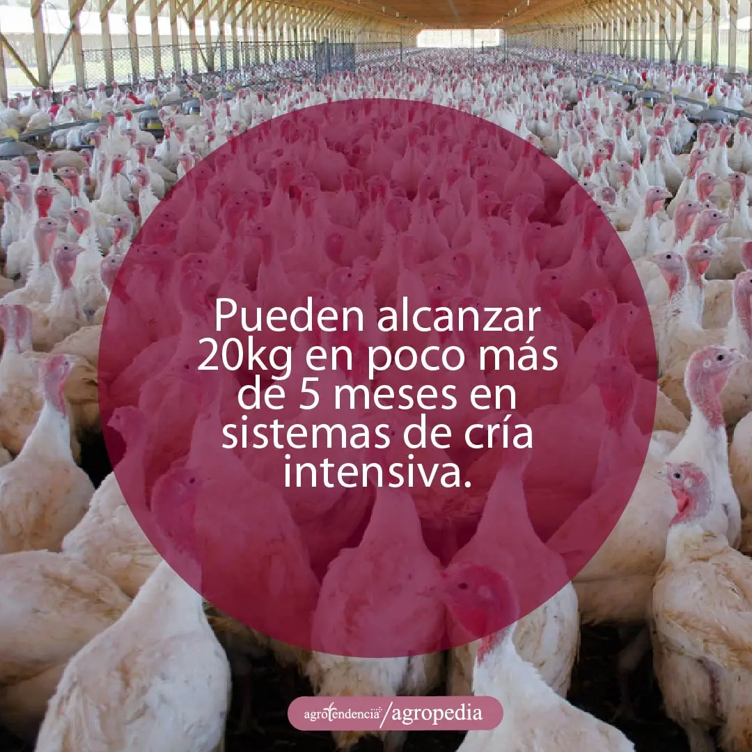 galpón con pavos blancos