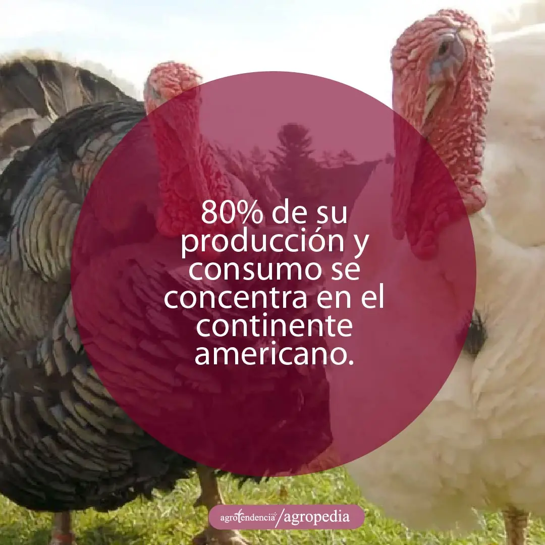 dos pavos uno blanco y uno negro