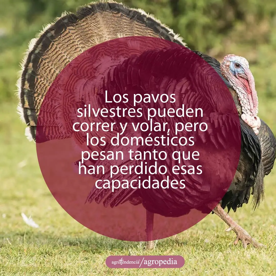 un pavo negro con alas de cola extendida