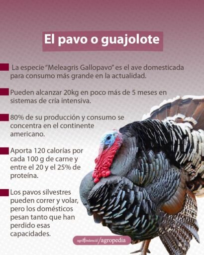 un pavo negro con todas sus alas erizadas