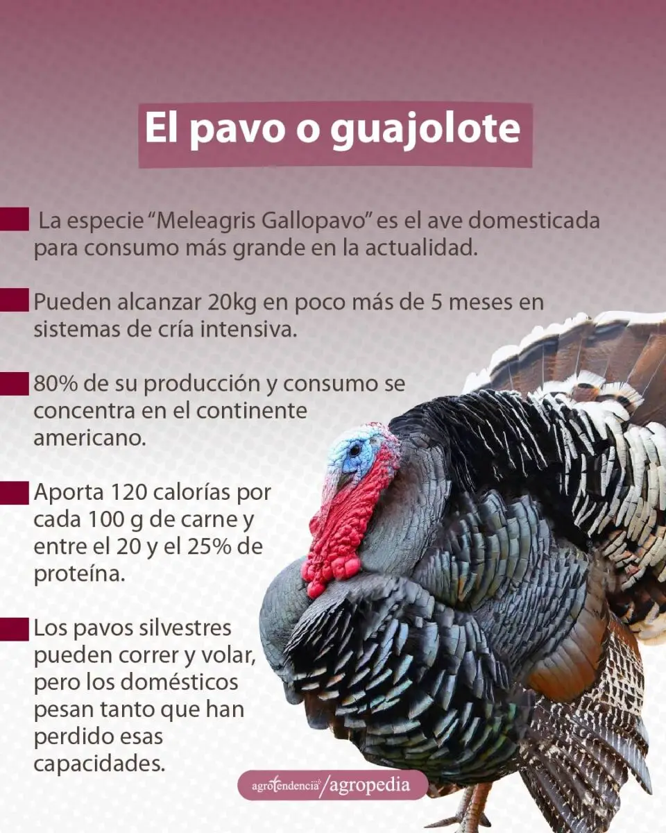 un pavo negro con todas sus alas erizadas