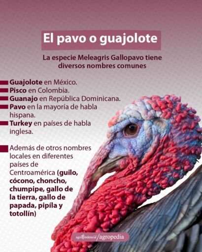 la cara de un pavo