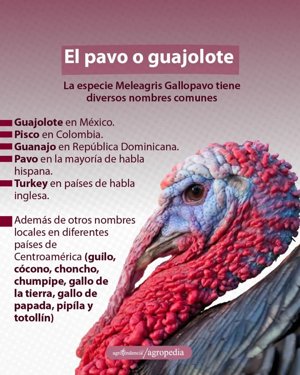 la cara de un pavo