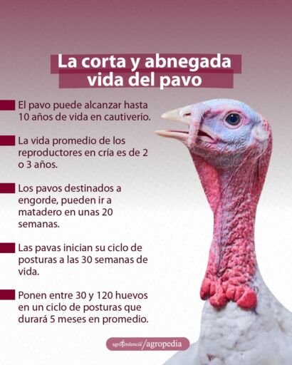 un pavo blanco