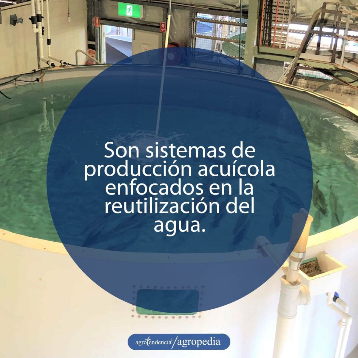 acuicultura - sistemas de recirculación para la acuicultura