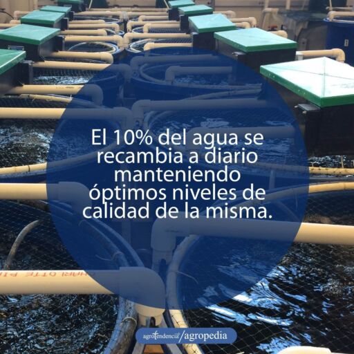 acuicultura - sistemas de recirculación para la acuicultura