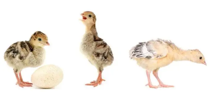 pavipollos