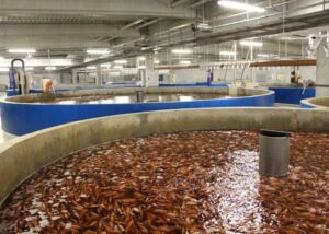 cultivo de peces -sistema de recirculación de agua en acuicultura