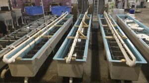 cultivo de peces -sistema de recirculación de agua en acuicultura