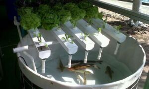 acuaponía - cultivo hidropónico