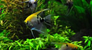 acuariofilia - peces ornamentales