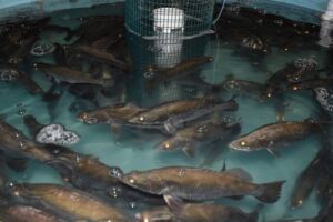 cultivo de peces - acuicultura