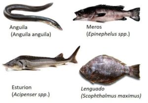 acuicultura - cultivo de peces