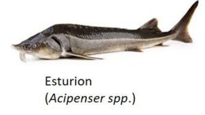 cultivo de peces - acuicultura