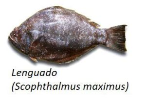 cultivo de peces - acuicultura