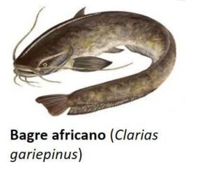 cultivo de peces - acuicultura