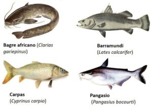 acuicultura - cultivo de peces