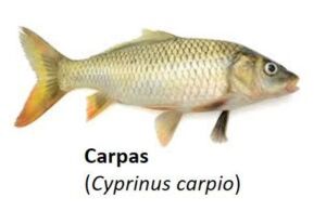 cultivo de peces - acuicultura