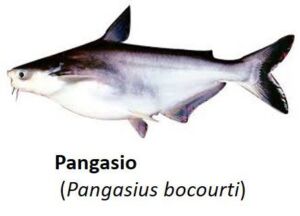 cultivo de peces - acuicultura