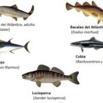 acuicultura - cultivo de peces