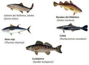 acuicultura - cultivo de peces